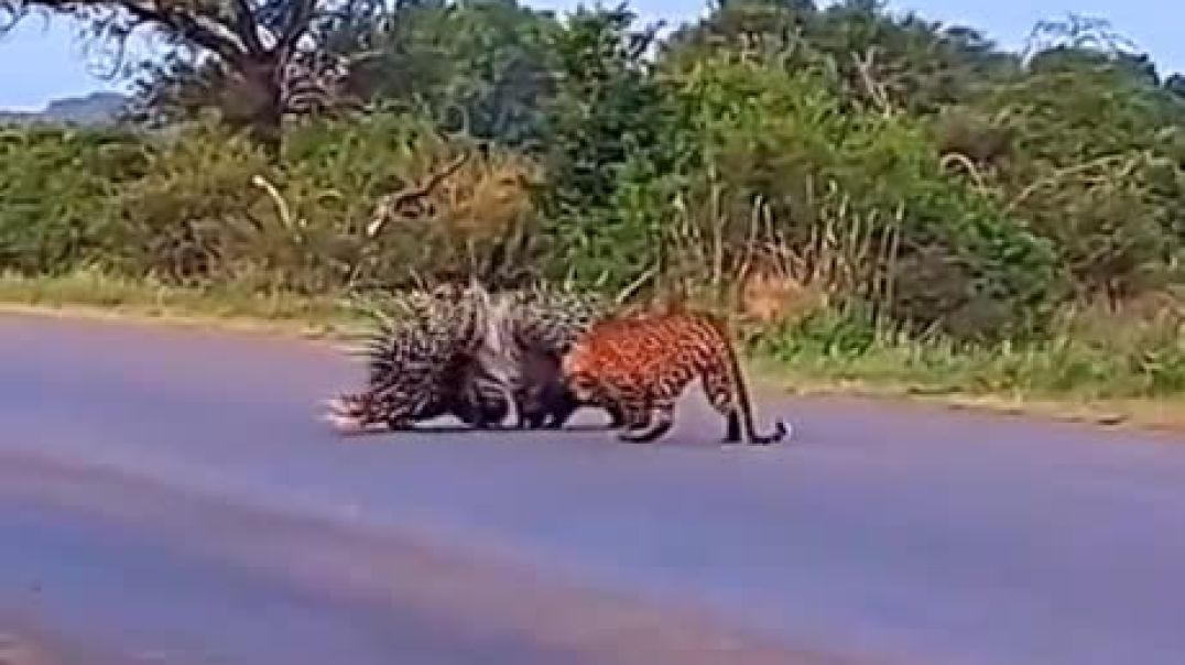 Видео успешной защиты парой дикобразов своих детёнышей от леопарда