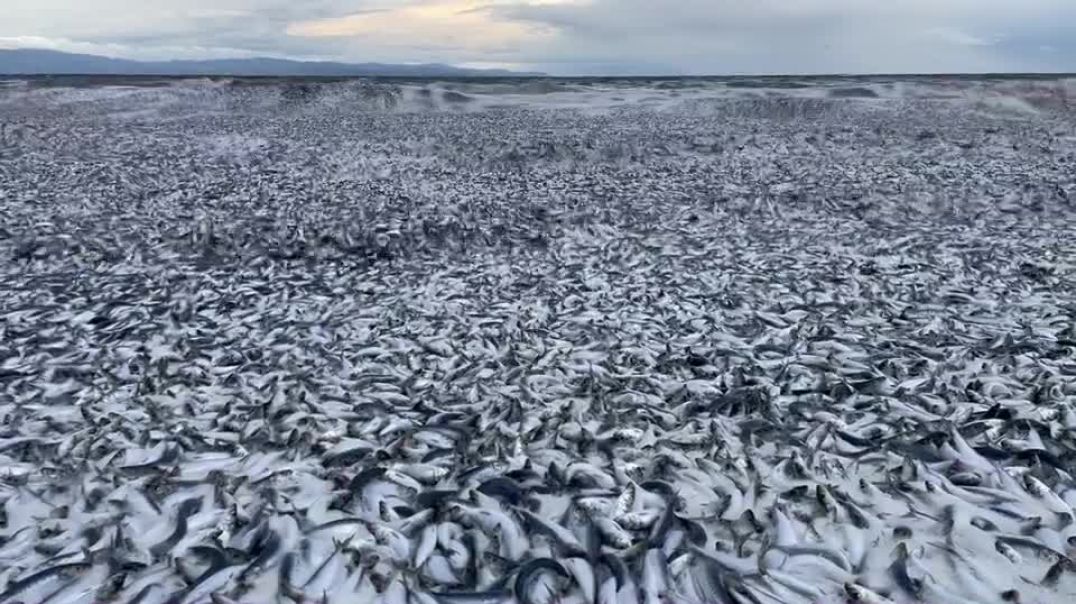 ⁣У берегов северной Японии неожиданно появились десятки тысяч мёртвых рыб