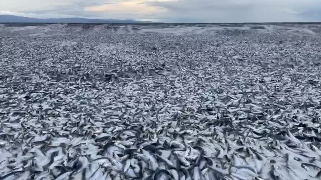 ⁣У побережья северной Японии появились десятки тысяч мёртвых рыб.