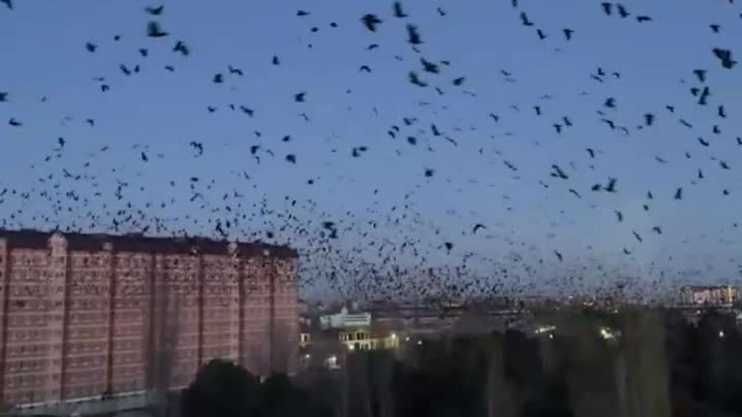 ⁣Целое облако птиц кружило над одной из улиц Каспийска (Дагестан)