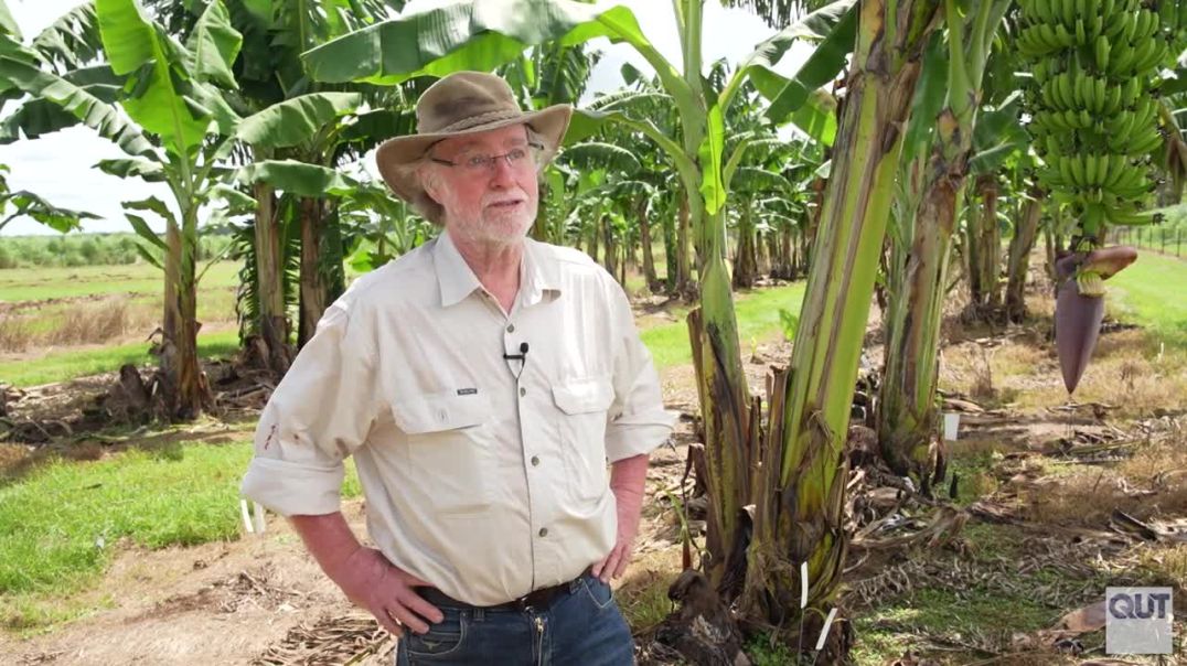 ⁣В Австралии впервые в мире одобрили ГМО-бананы