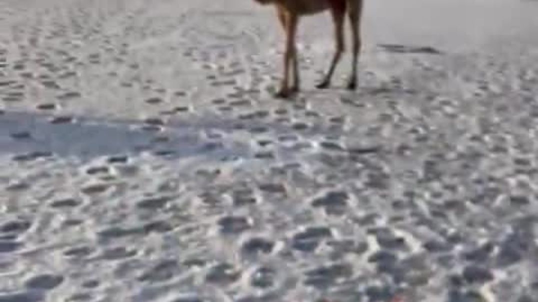 ⁣Очередные видео из аномальной в этом году Саудовской Аравии