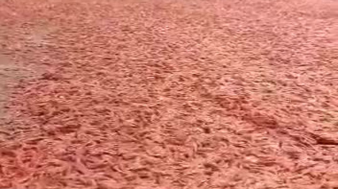 ⁣Новая экологическая катастрофа  Миллионы креветок погибли у берегов неподконтрольного движения «Анса