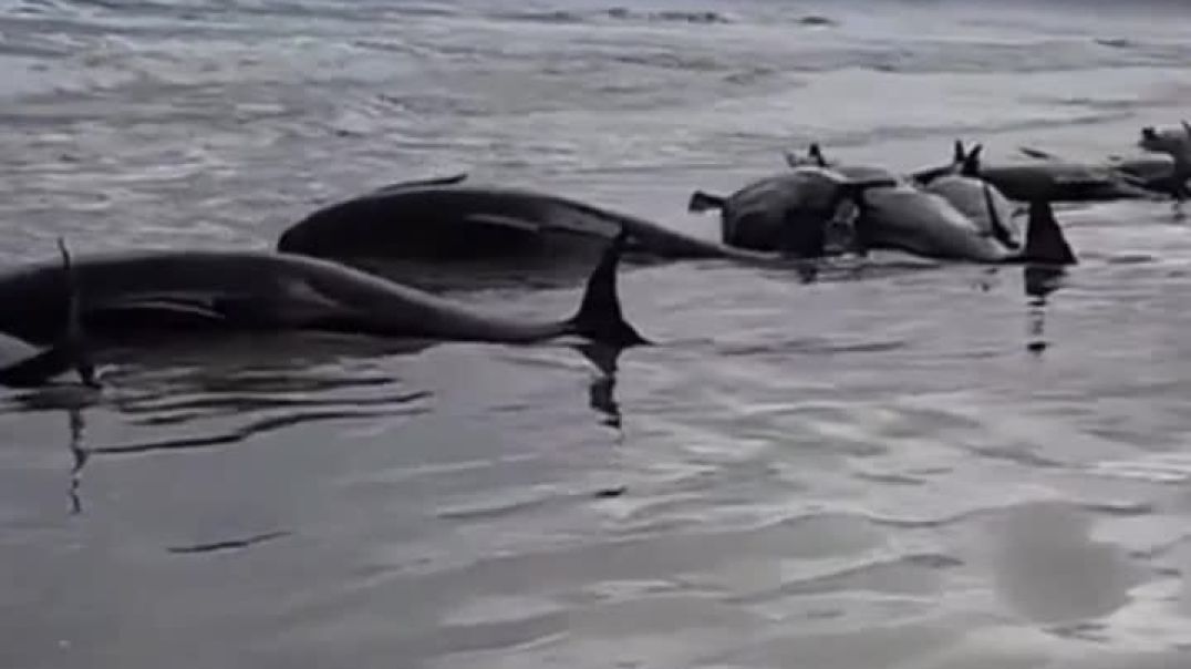 ⁣Массовый выброс черных дельфинов произошел в заливе Тоби в Западной Австралии.