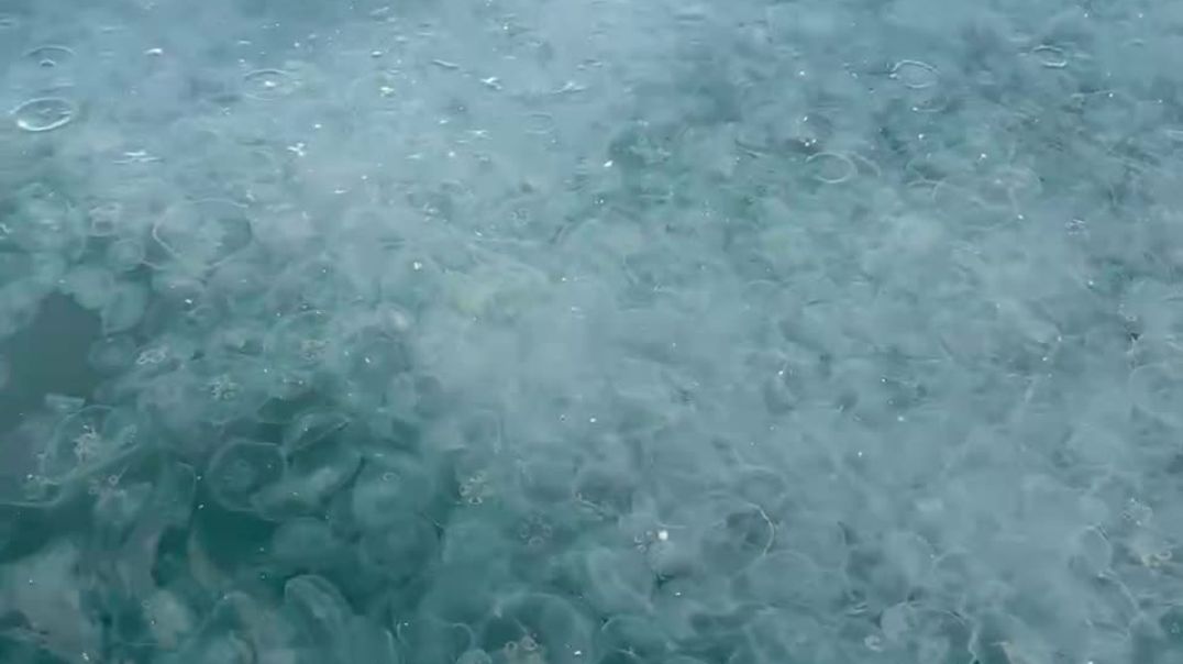 ⁣Нашествие медуз в Анапе (22.05.24)